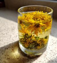 black eyed susan medicinal uses
