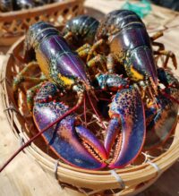 lobster pots
